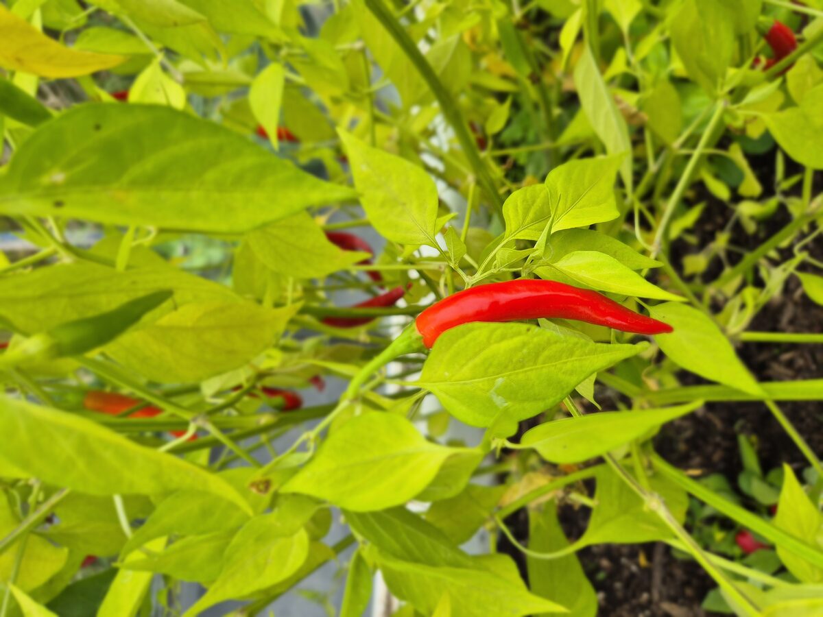 Health Means Wealth — photo 6