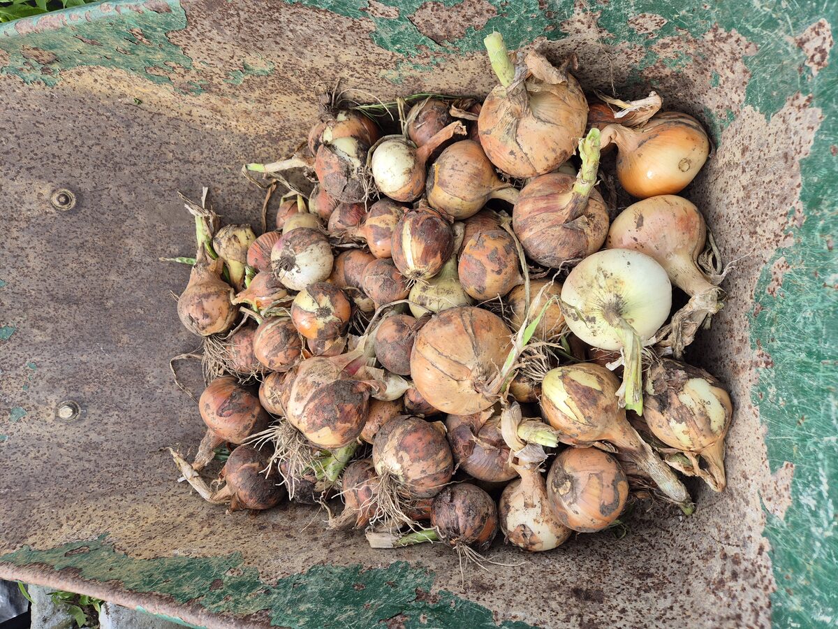 Health Means Wealth — photo 7