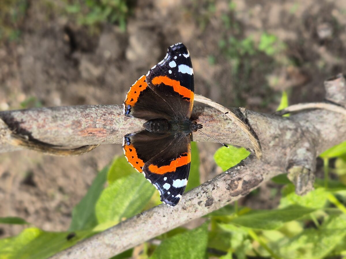 Health Means Wealth — photo 10